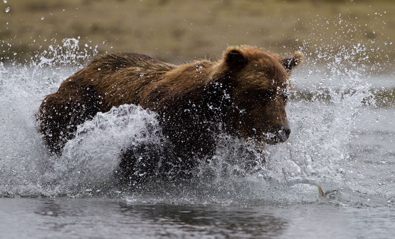 Grizzly Bear Chasing Salmon